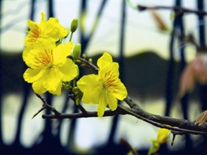 Quand les abricotiers fleurissent au Sud du Vietnam